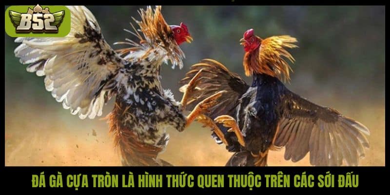 Đá gà cựa tròn là hình thức quen thuộc trên các sới đấu